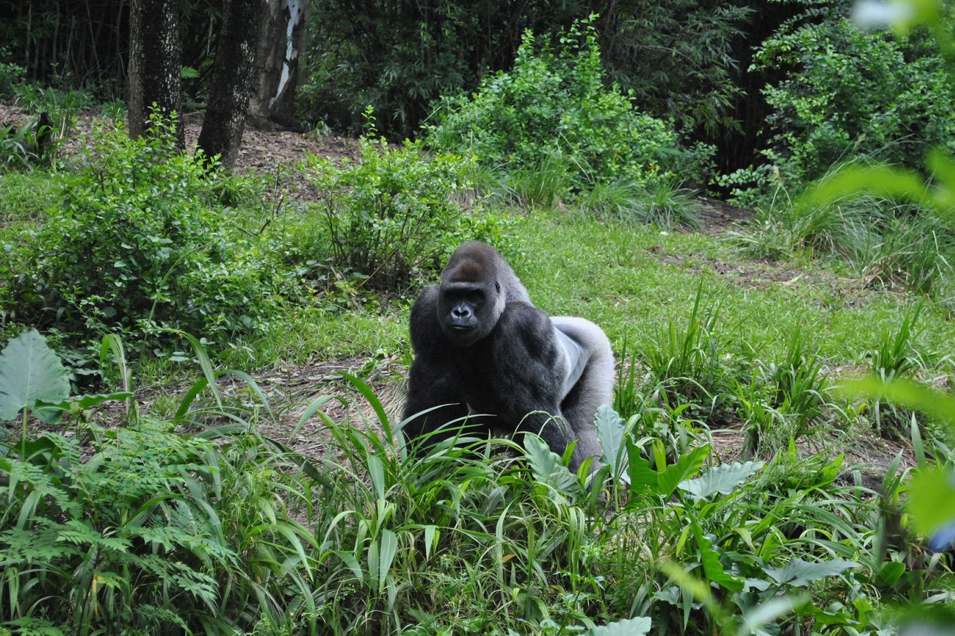gorilla trekking